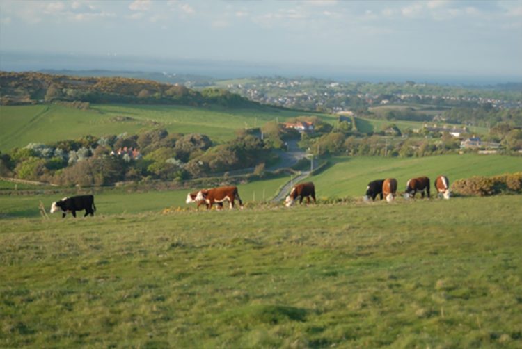 ISLE OF WIGHT ENVIRONMENTAL PROJECT GRANTS RETURN FOR 2025