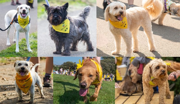 459 DOGS TO JOIN 35TH ANNIVERSARY OF WALK THE WIGHT IN AID OF MOUNTBATTEN