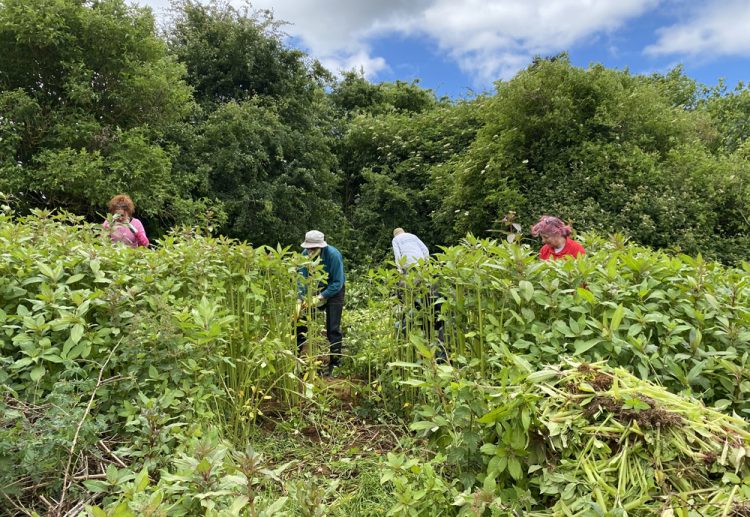 ISLANDERS URGED TO JOIN THE FIGHT AGAINST INVASIVE SPECIES DURING NATIONAL AWARENESS WEEK