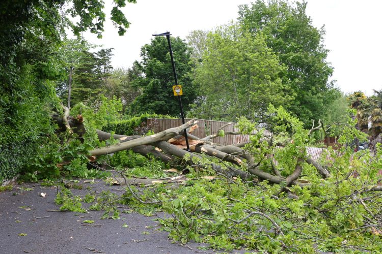 TREE CRASHES TO THE GROUND AND BLOCKS ROAD IN BINSTEAD