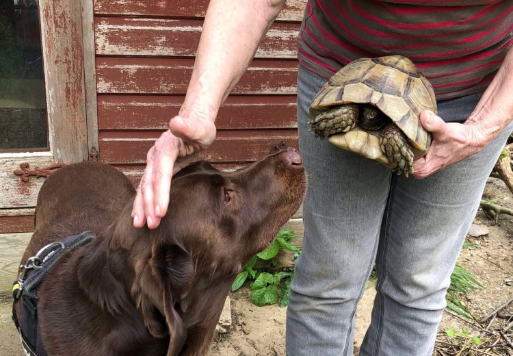 RETIRED TRACKING DOG HELPS LOCATE MAVIS THE MISSING TORTOISE