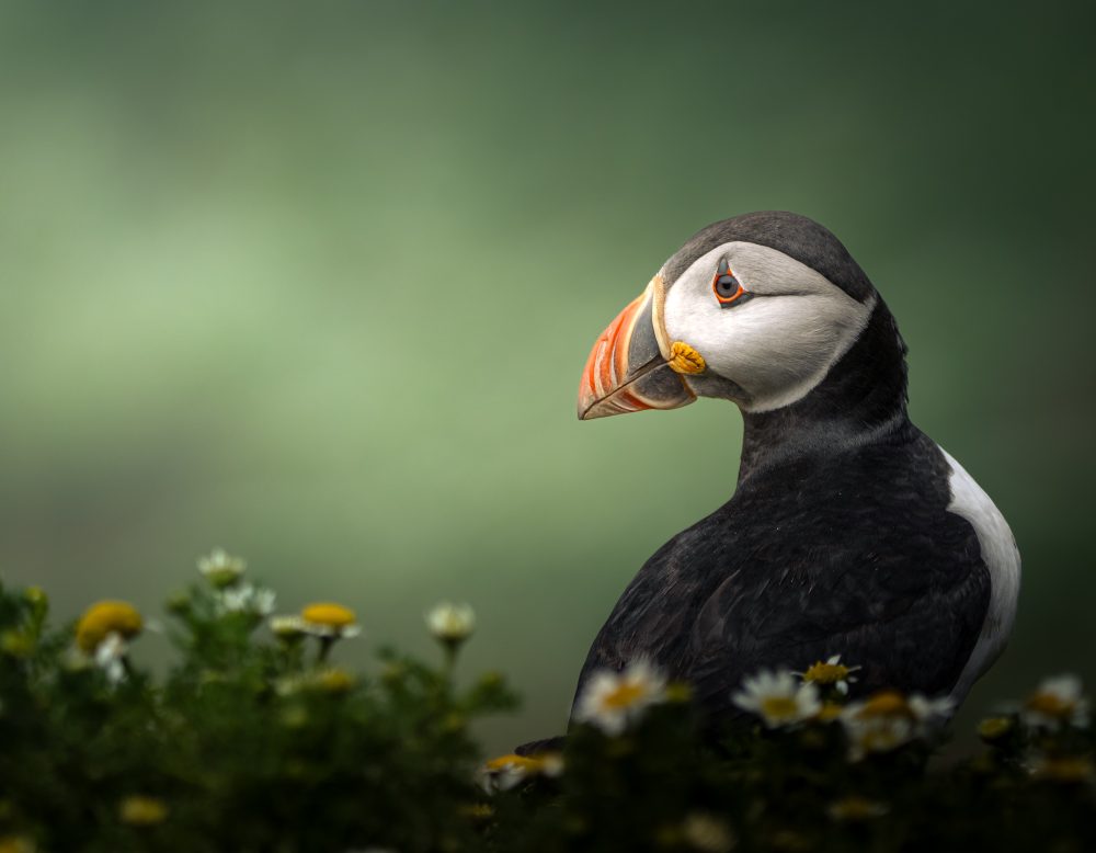 BUDDING PHOTOGRAPHERS INVITED TO CAPTURE NATURE IN RSPCA AWARDS
