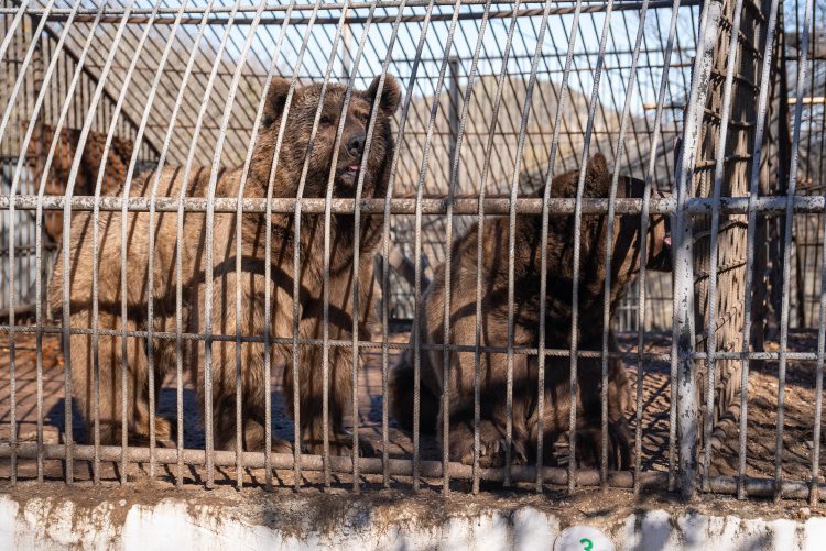 CARGOLUX DONATES FLIGHT TO HELP RESCUED BEARS BEGIN NEW LIFE ON THE ISLE OF WIGHT