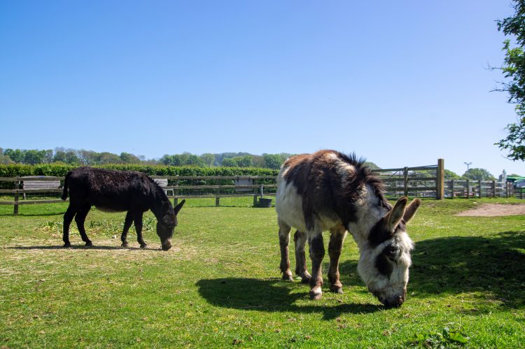 ISLE OF WIGHT DONKEY SANCTUARY LAUNCHES CHARITY LOTTERY WITH £25,000 JACKPOT