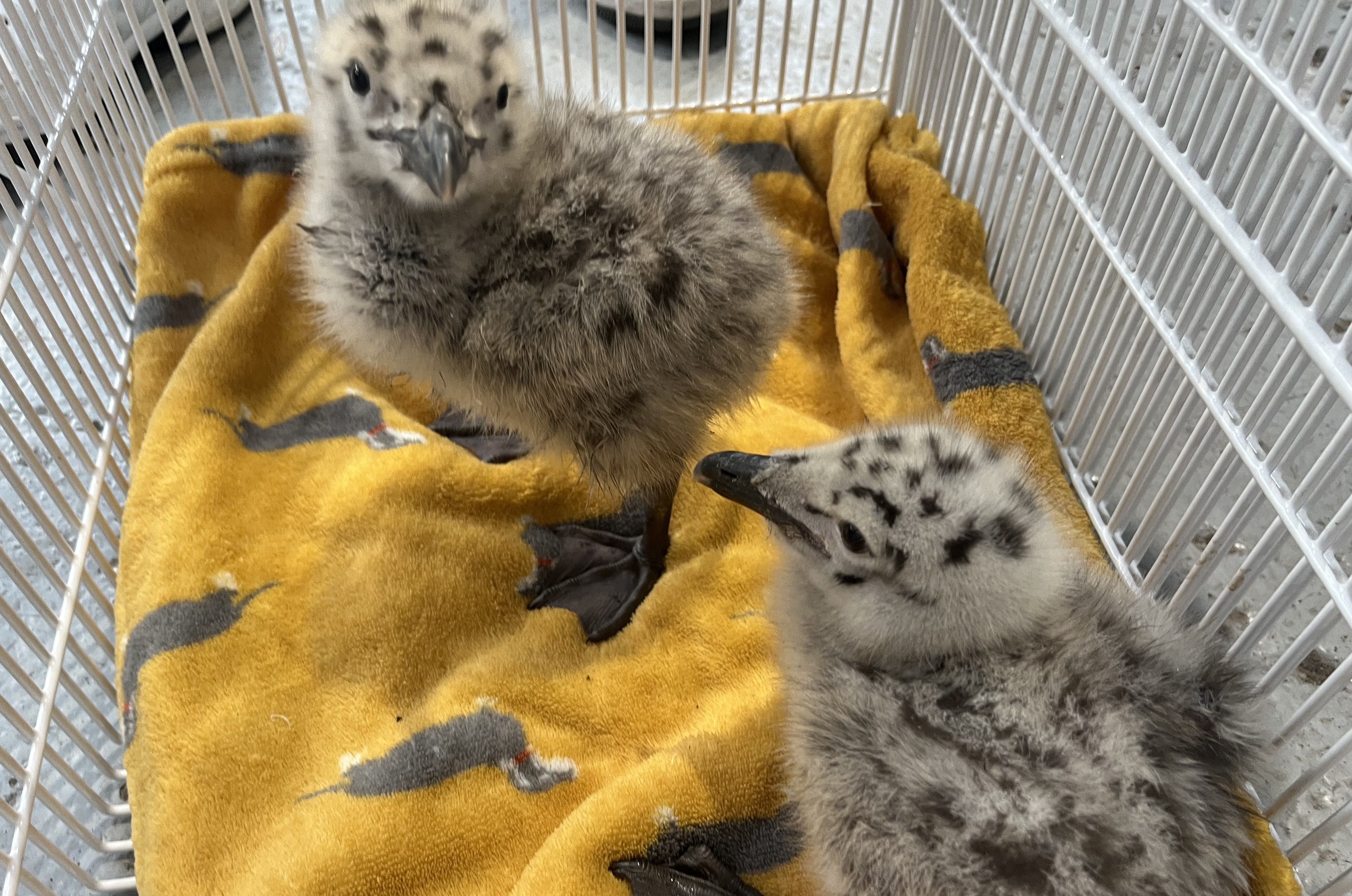 FRIENDS OF THE ANIMALS HELP RESCUE GREATER BLACK BACKED CHICKS