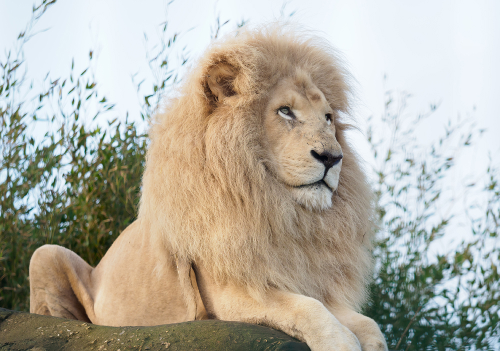 ISLE OF WIGHT SANCTUARY MOURNS THE LOSS OF CASPER THE WHITE LION