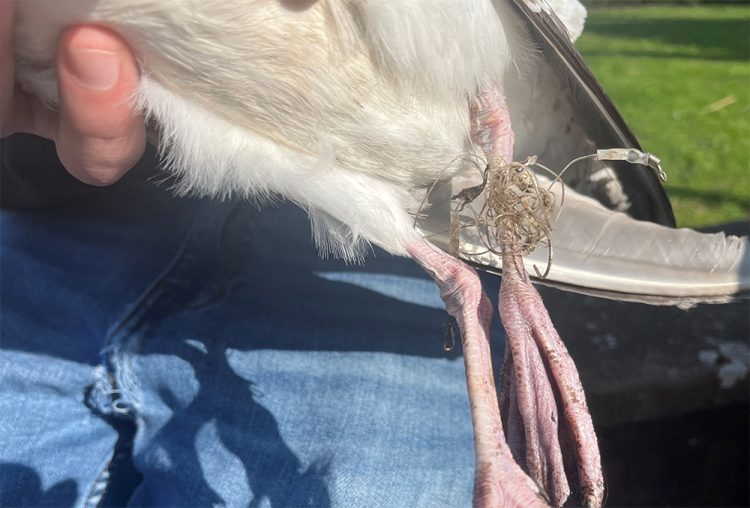 WARNING ISSUED TO ANGLERS AFTER SWAN FOUND SNARED IN FISHING LINE