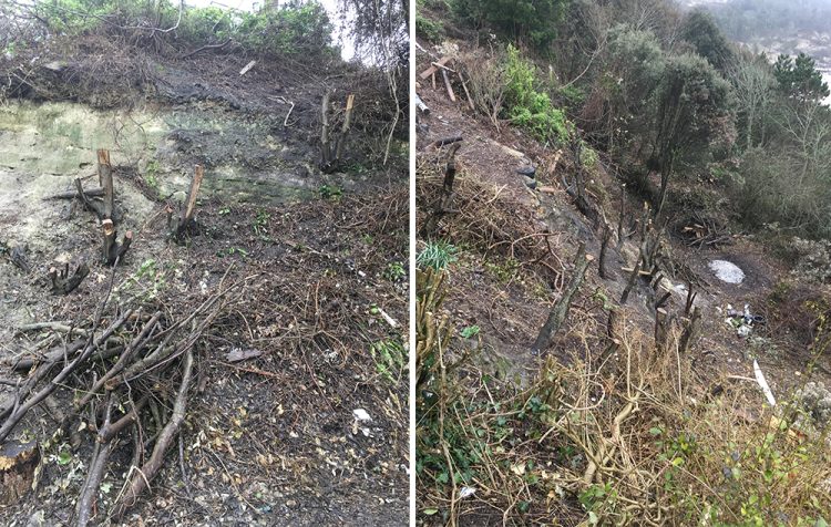 FINES ISSUED OVER UNAUTHORISED TREE FELLING THAT DAMAGED LOCAL LANDSCAPE