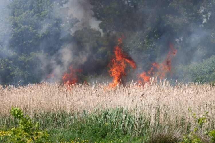 FLAMES ENGULF MARSHLAND IN SANDOWN AS WILDFIRE BREAKS OUT