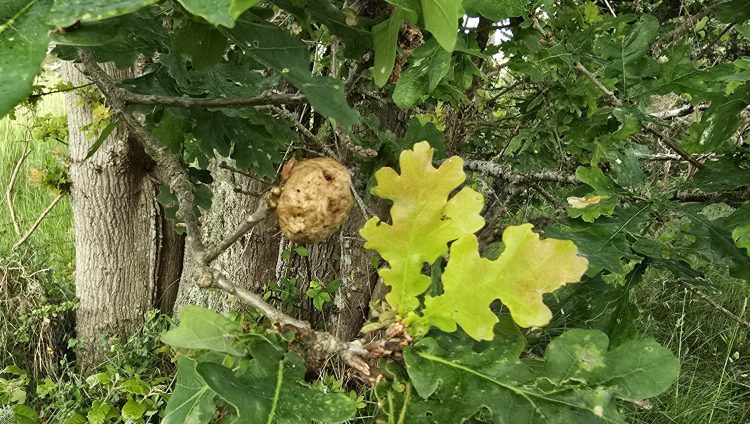 BEMBRIDGE NATURE GROUP TO HOLD FREE NATURE WALK