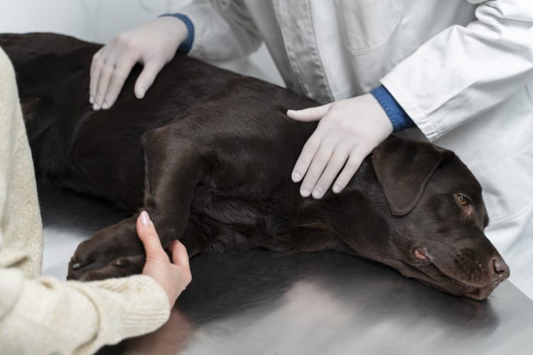 NIGHT-TIME PET EMERGENCIES: WHEN AND HOW TO GET HELP