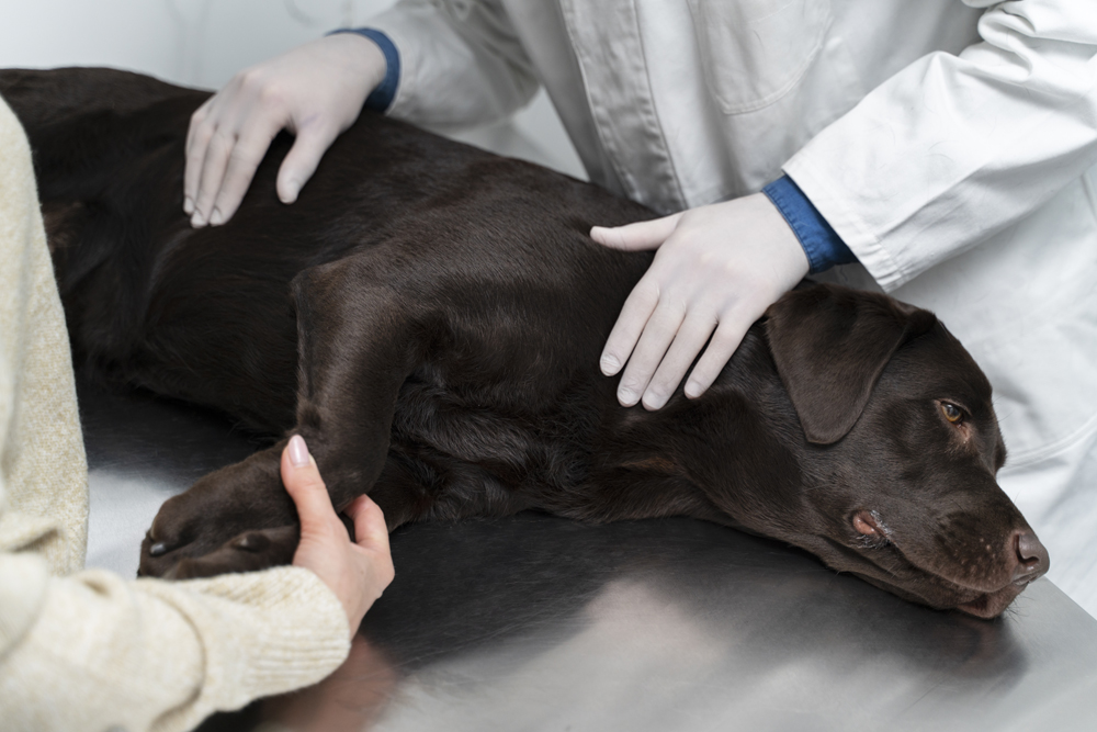 NIGHT-TIME PET EMERGENCIES: WHEN AND HOW TO GET HELP