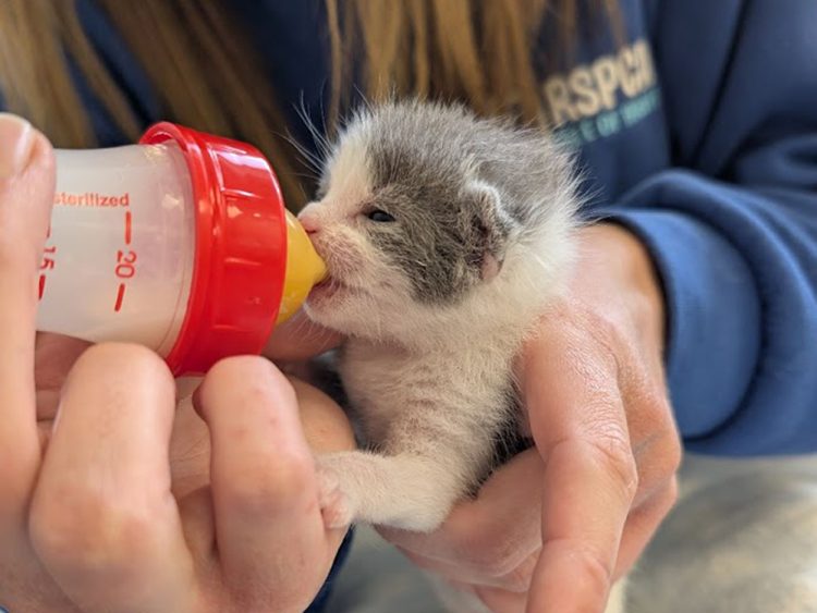 ABANDONED KITTENS ADOPTED BY SURROGATE MUM AT RSPCA ISLE OF WIGHT