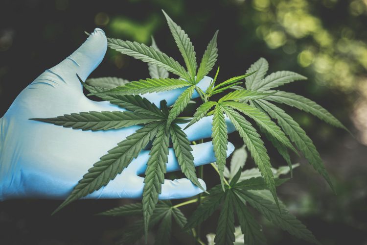 WHY USING CBD TO ADDRESS ANXIETY AND DAILY STRESS IS RISING IN THE UK