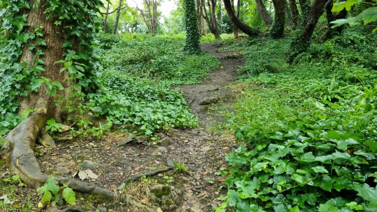 GURNARD’S SPENCER WOODS PATH TO BE UPGRADED FOR SAFER BEACH ACCESS