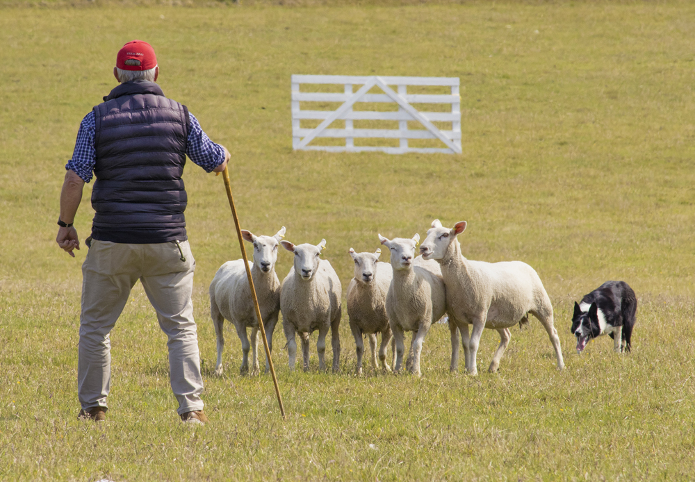 FARTHING DOMINATES HUGELY SUCCESSFUL 2025 ISLE OF WIGHT SHEEPDOG TRIALS
