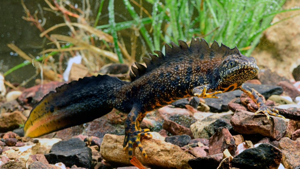 NEWT-FRIENDLY SCHEME HELPS WILDLIFE AND DEVELOPERS WORK TOGETHER