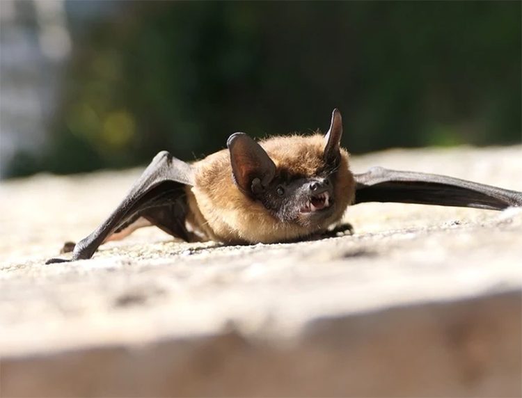PUBLIC WARNING AFTER RARE RABIES-LIKE VIRUS CONFIRMED IN ISLE OF WIGHT BAT