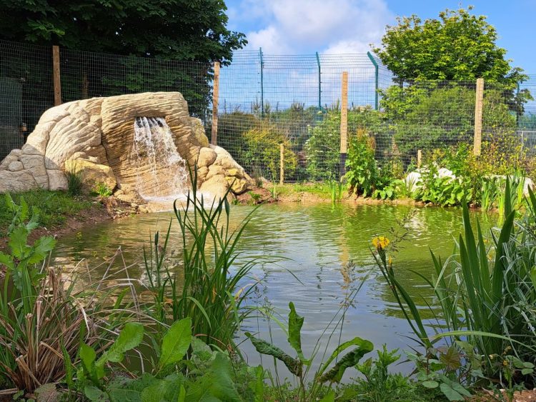 RESCUED BEARS ENJOY ECO-FRIENDLY PLAY POND AT WILDHEART ANIMAL SANCTUARY