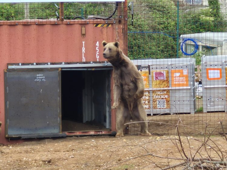 BENJI AND BALU SETTLE IN TO NEW FOREVER HOME FOLLOWING AZERBAIJANI RESCUE