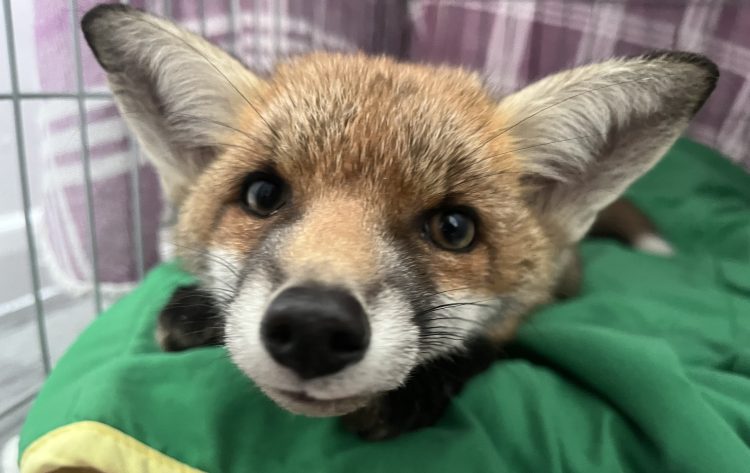 UNDERWEIGHT FOX CUB RESCUED AND TREATED AFTER BEING FOUND IN DISTRESS
