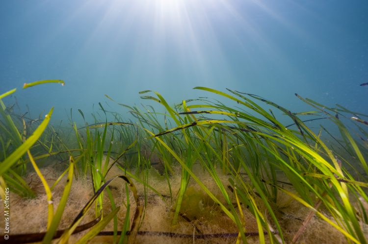 SEAVIEW PIONEERS NEW SUSTAINABLE MOORINGS TO PROTECT SEAGRASS HABITATS