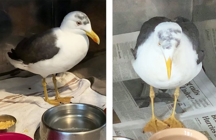 EXCLUSIVE: GULL MUTILATED AND MARKED WITH SWASTIKA BY PRISONERS AT HMP ISLE OF WIGHT