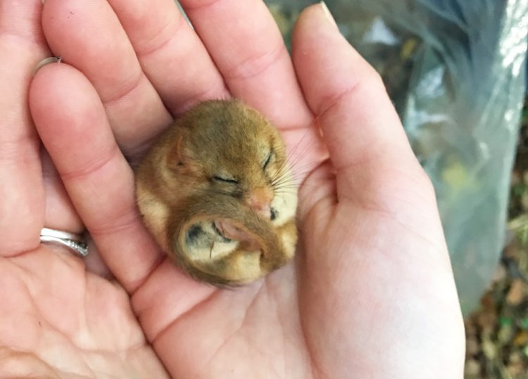 RARE DORMICE REDISCOVERED ON THE ISLE OF WIGHT AFTER 6-YEAR ABSENCE