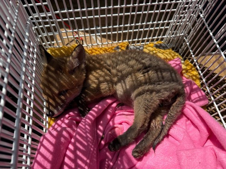 VISITORS INITIATE RESCUE OF INJURED FOX CUB FOUND IN SEAVIEW GARDEN