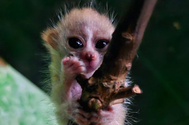 AMAZON WORLD CELEBRATES BIRTH OF ENDANGERED PYGMY SLOW LORIS TWINS