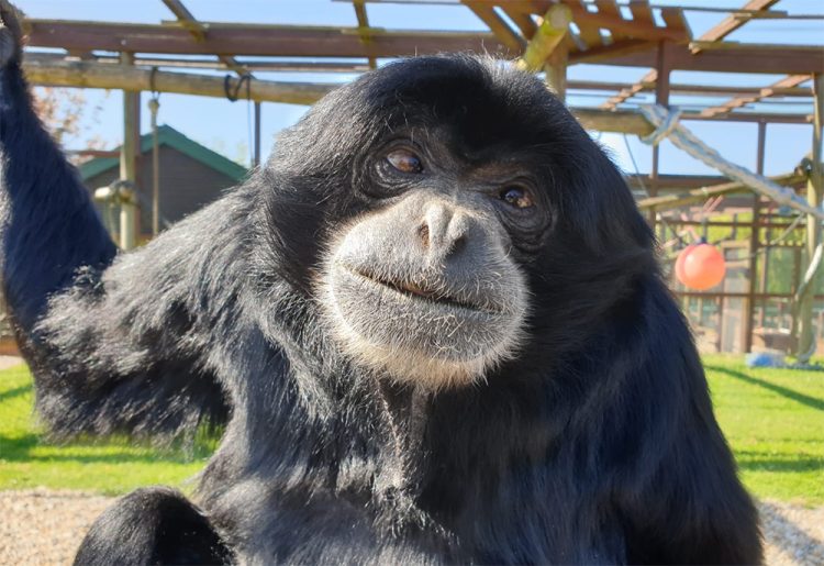 MUCH-LOVED SIAMANG XHABU PASSES AWAY AT MONKEY HAVEN