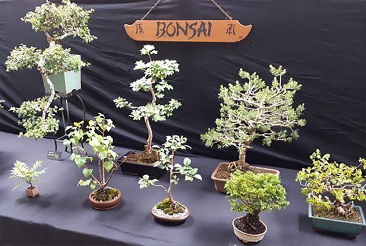 ISLE OF WIGHT BONSAI SOCIETY TO HOST ANNUAL SHOW NEXT WEEKEND