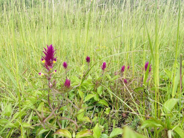 RARE PLANT BOUNCES BACK AT NATURE RESERVE IN ST LAWRENCE