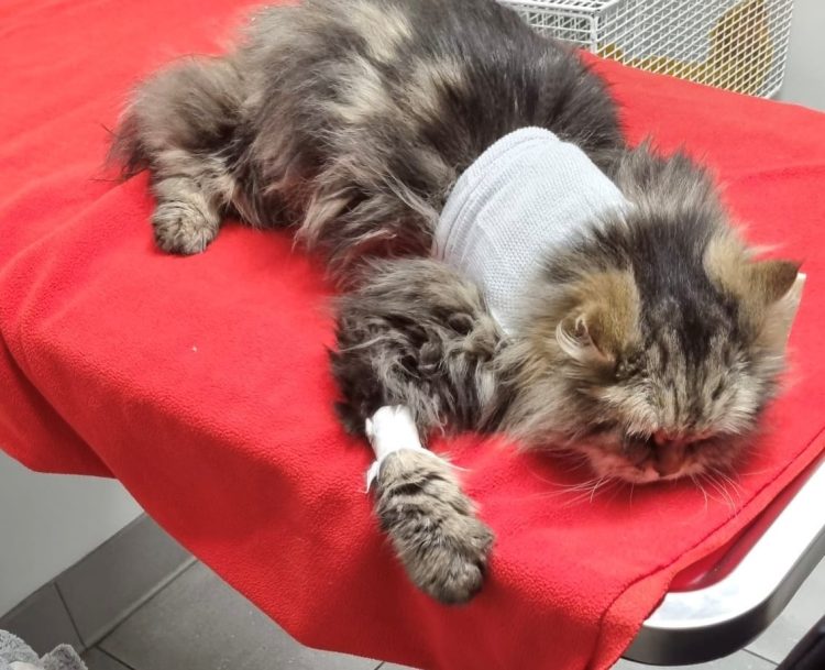 ISLE OF WIGHT PET OWNERS URGED TO WATCH OUT FOR COUNTERFEIT ANIMAL MEDICINES