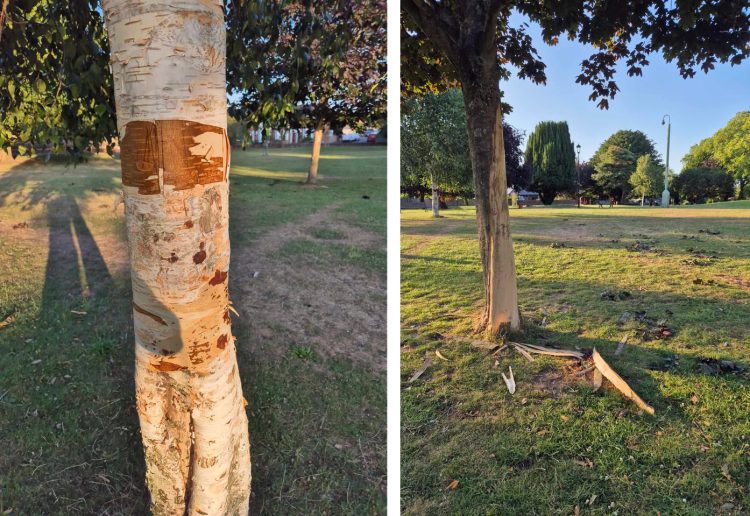 BARK STRIPPED AND GRAFFITI SPRAYED IN VANDALISM AT CHURCH LITTEN PARK