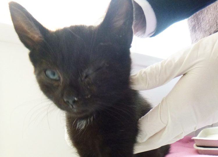 RSPCA URGES ACTION AFTER 68 CRUELTY REPORTS ON ISLE OF WIGHT LAST SUMMER