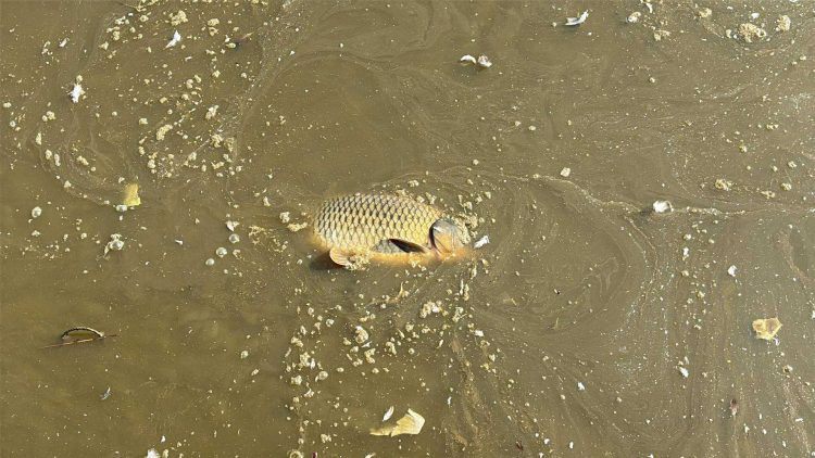 ‘CRITICAL SITUATION’ AT SANDOWN CANOE LAKE LEAVES COMMUNITY FEARING FOR WILDLIFE