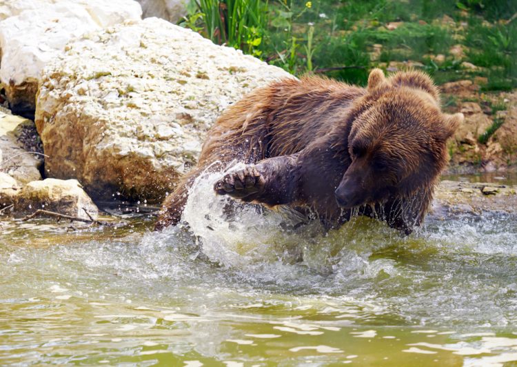 RECENT DOWNPOURS TOP UP ECO-FRIENDLY BEAR POOL AT WILDHEART SANCTUARY