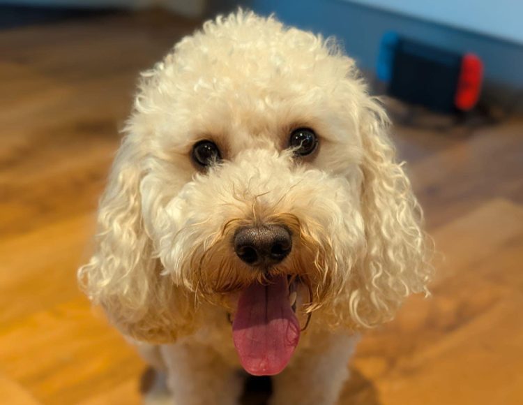 COUPLE THANK VETS AFTER COCKAPOO CHESTER RECOVERS FROM RARE CASE OF TETANUS