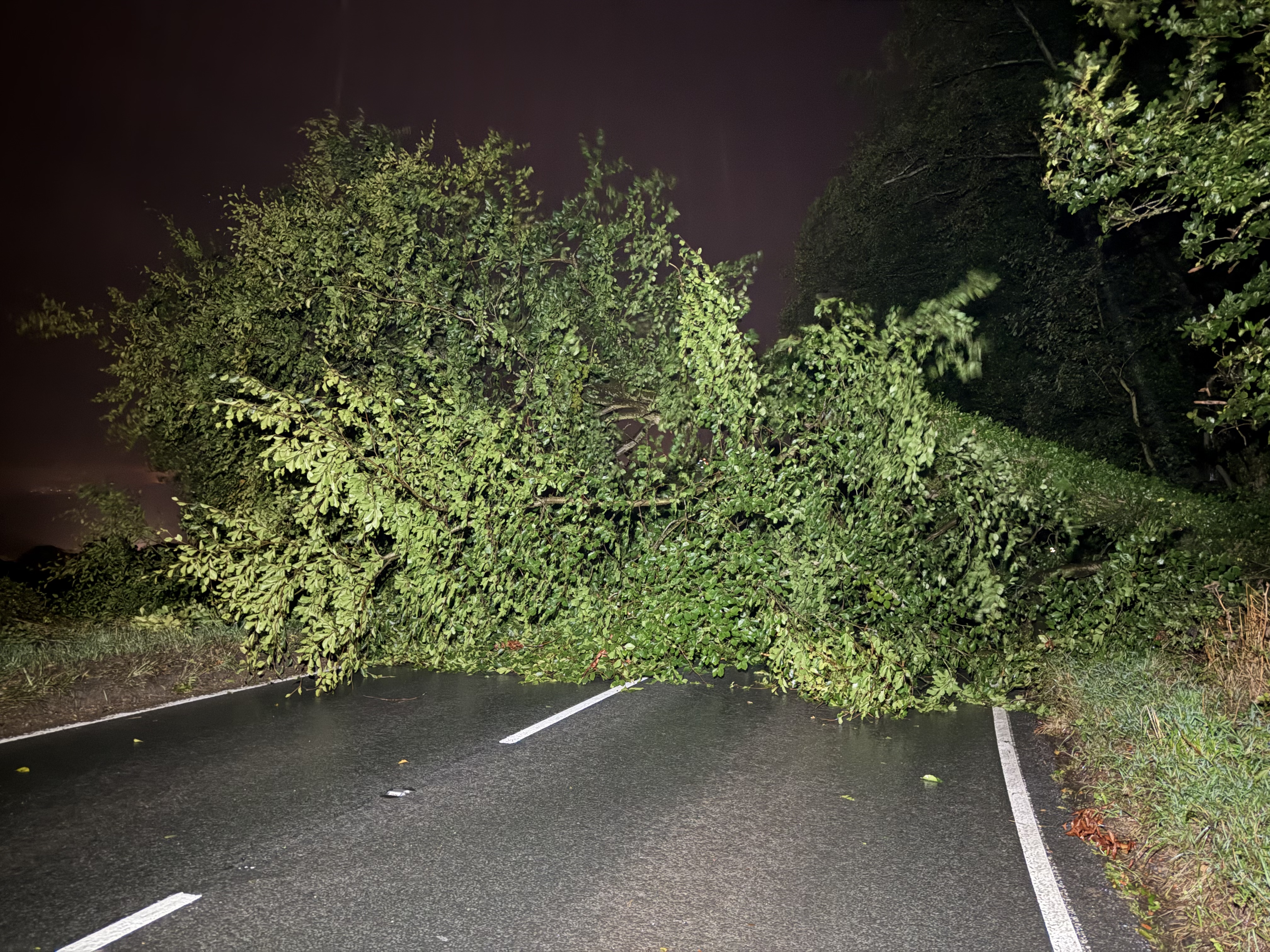 LARGE TREE CRASHES TO THE GROUND AT DOWNEND BLOCKING MAIN ROAD