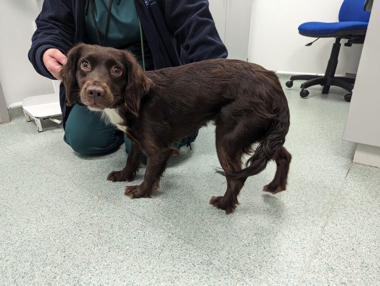 42 REPORTS OF ANIMAL BEATINGS ON THE ISLE OF WIGHT DURING SUMMER MONTHS
