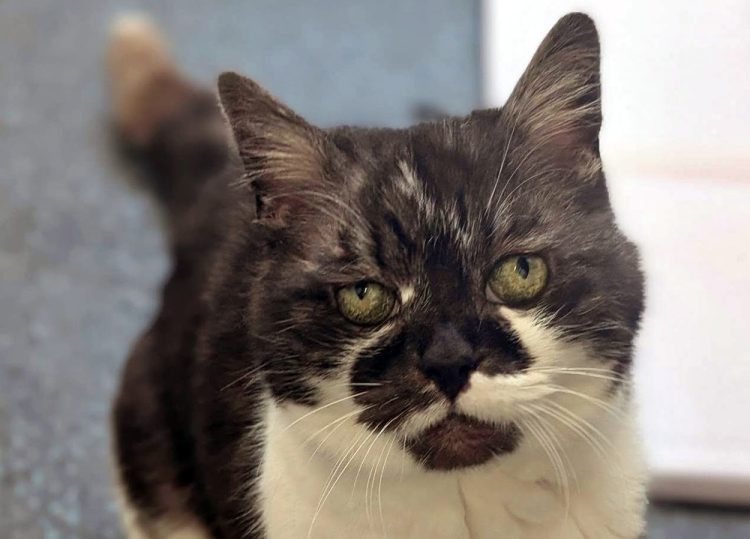 OLD GIRL BULLIED BY NEIGHBOURHOOD CAT SEEKS SANCTUARY