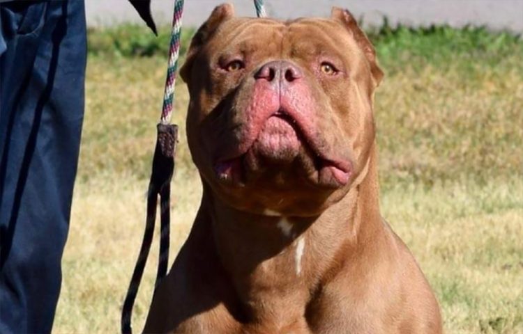 COWES MAN FACES WAIT TO FIND OUT IF XL BULLY WILL BE DESTROYED