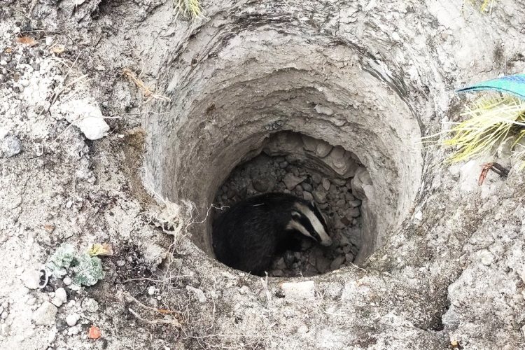 BADGER RESCUED FROM A HOLE LOT OF TROUBLE THANKS TO LOCAL VOLUNTEERS