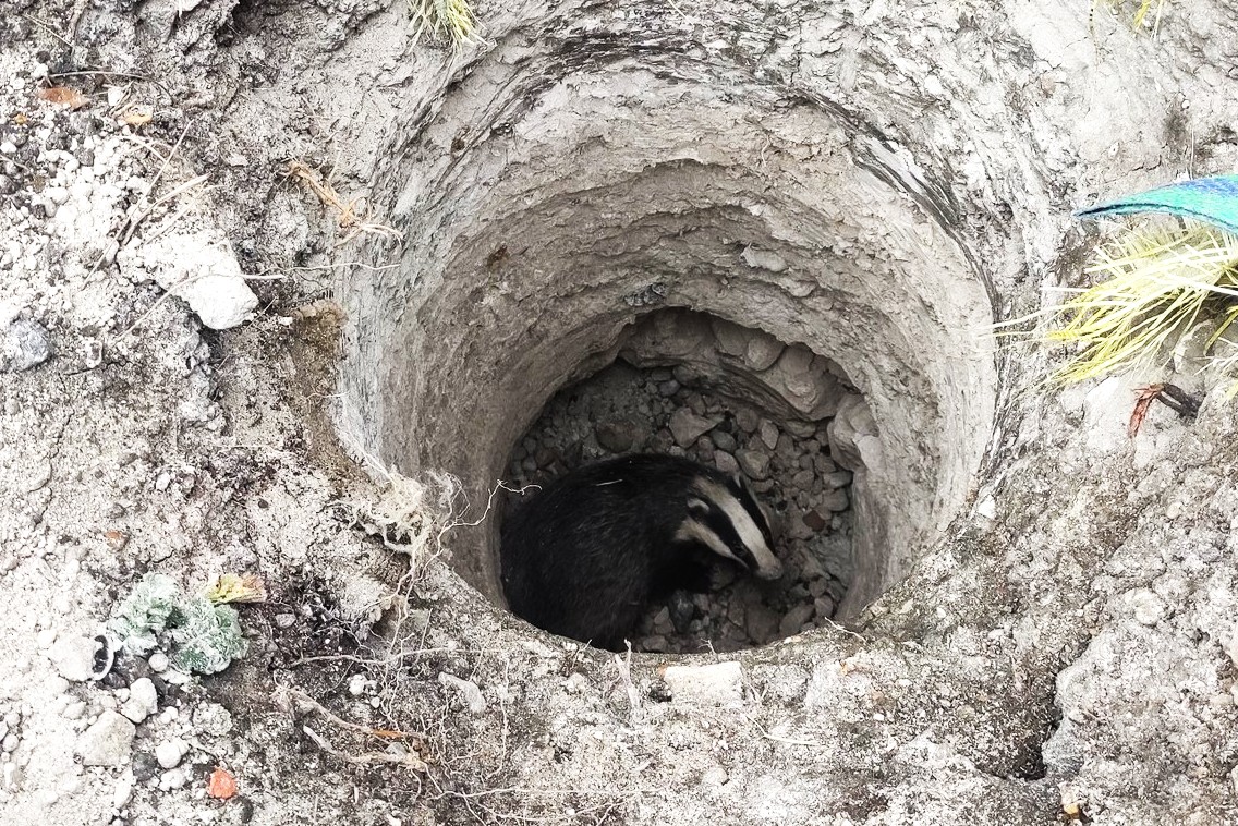 BADGER RESCUED FROM A HOLE LOT OF TROUBLE THANKS TO LOCAL VOLUNTEERS