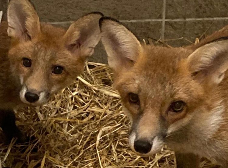 RESCUED FOX CUBS RUPERT AND QUINN RETURNED TO THE WILD AFTER 3 MONTHS OF CARE