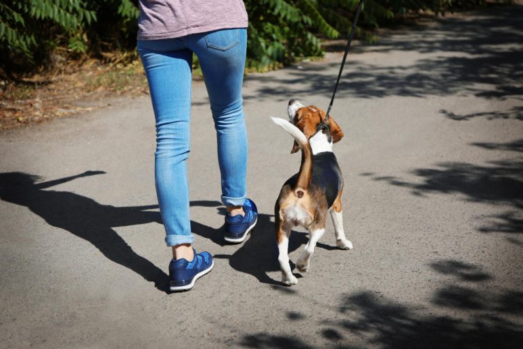TAKE THE LEAD: EAST COWES VOLUNTEERS WANTED FOR LOCAL DOG WALKS