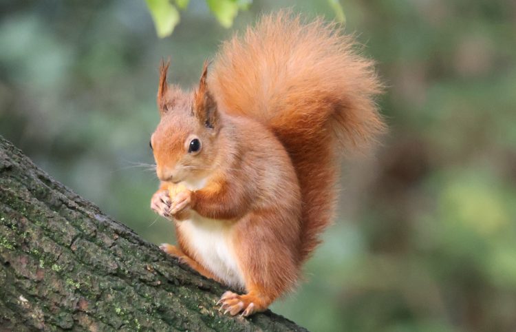 RED SQUIRREL TRUST MARKS 20 YEARS WITH SPECIAL WEEK OF EVENTS