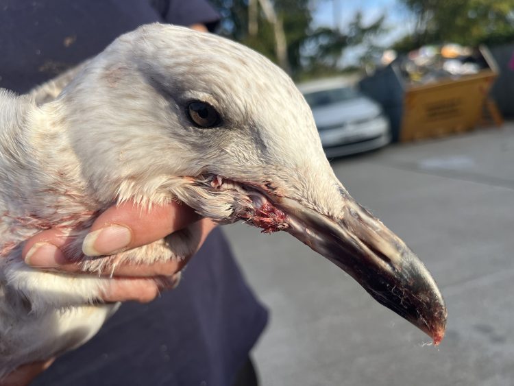 GULL WITH HOOK THROUGH MOUTH RESCUED FROM ISLE OF WIGHT SCHOOL