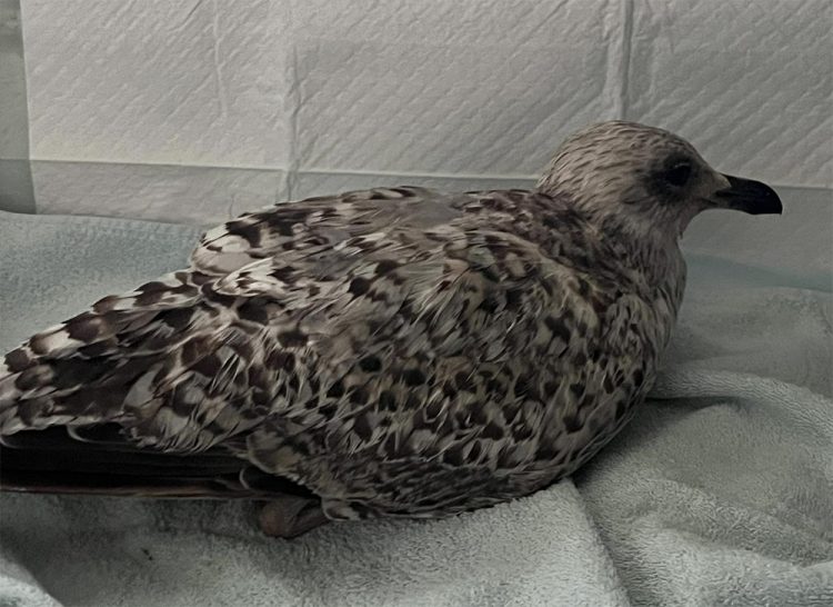 YOUNG GULL DIES DAYS AFTER SUSPECTED KICK ATTACK IN CHURCH LITTEN PARK